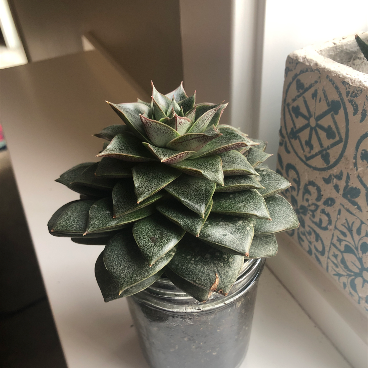 Photo of the plant species Echeveria purpusiorum by @tayannesned named Athena on Greg, the plant care app