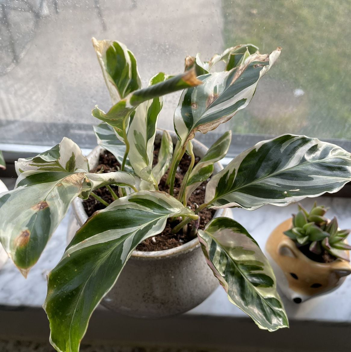 Calathea 'White Fusion' plant photo by @jamiekins named Your plant on Greg, the plant care app.