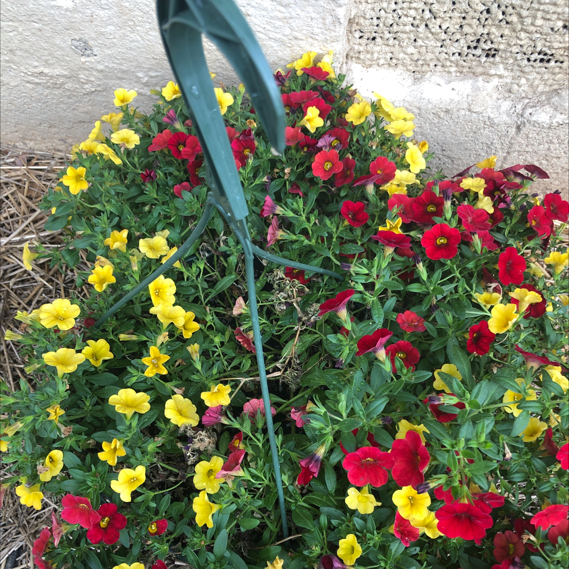 Million Bells plant with vibrant yellow and red flowers, well-maintained and healthy.
