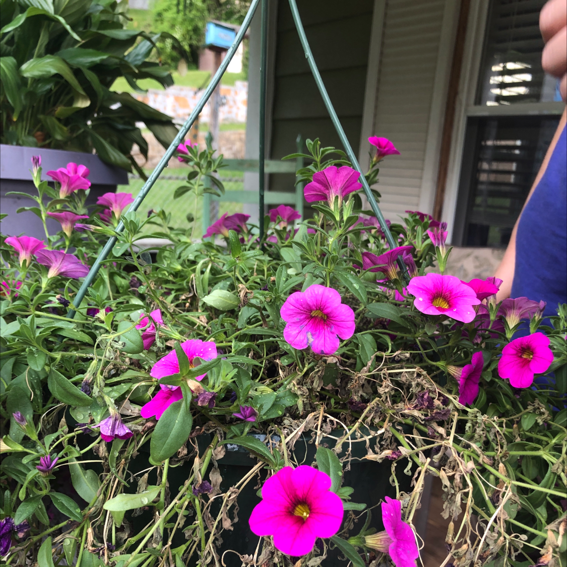 Hanging basket of Million Bells with pink flowers and some wilted leaves.