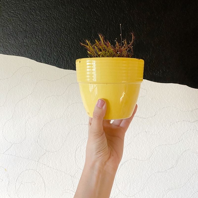 Plant care for Astilbe 'Fanal' on Greg, the plant care app