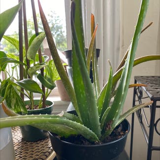 Aloe Vera plant in Somerville, Massachusetts