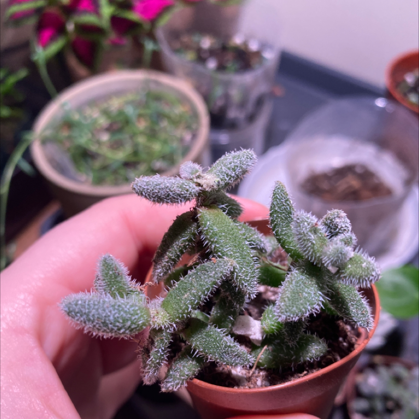 Close-up of a healthy Pickle Plant in a pot, with other plants in the background.