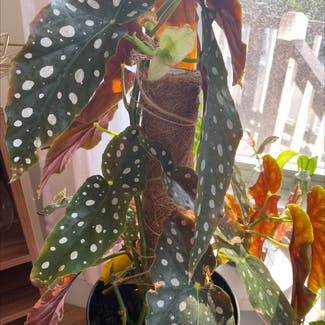 Polka Dot Begonia plant in Somerville, Massachusetts