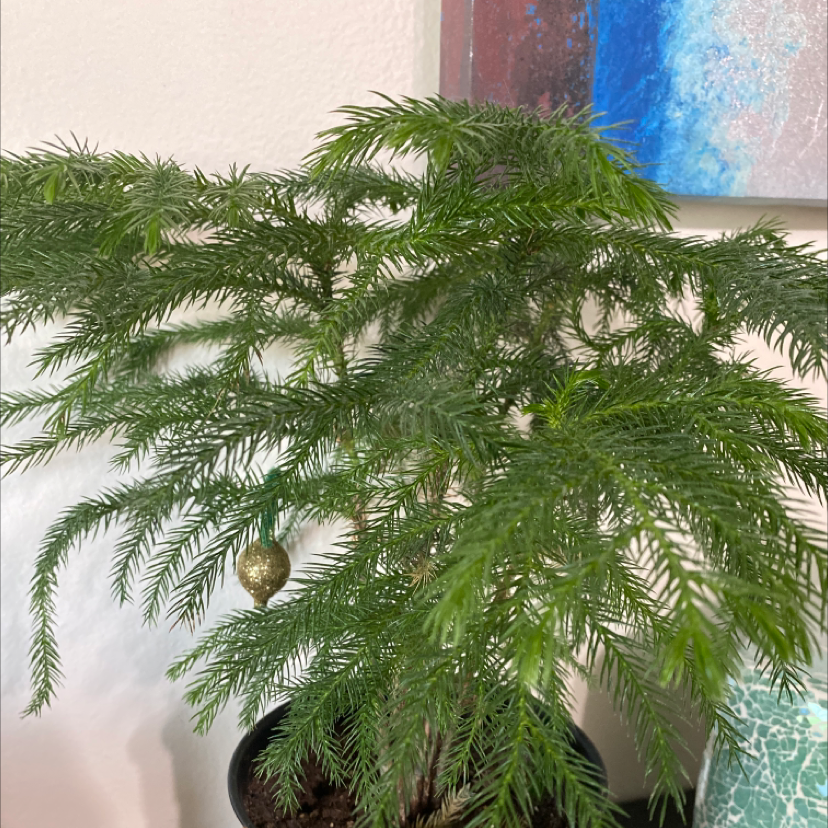 Photo of the plant species Norfolk Island Pine by @Anie named Cryptomeria Japonica on Greg, the plant care app