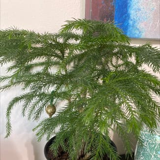 Norfolk Island Pine plant in Somerville, Massachusetts
