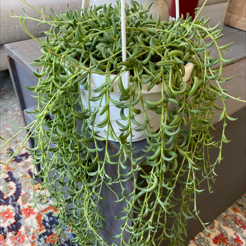 Photo of the plant species String of Bananas by @Anie named Curio Rowleyanus on Greg, the plant care app