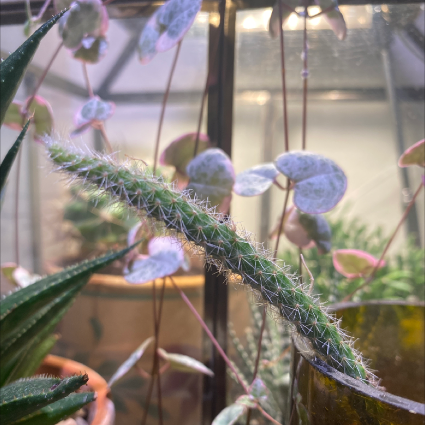 Mexican Night-Bloom Cereus with a long, spiny stem in a greenhouse setting.