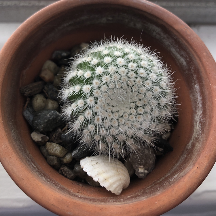 Button Cactus in a terracotta pot with rocky soil, appears healthy.