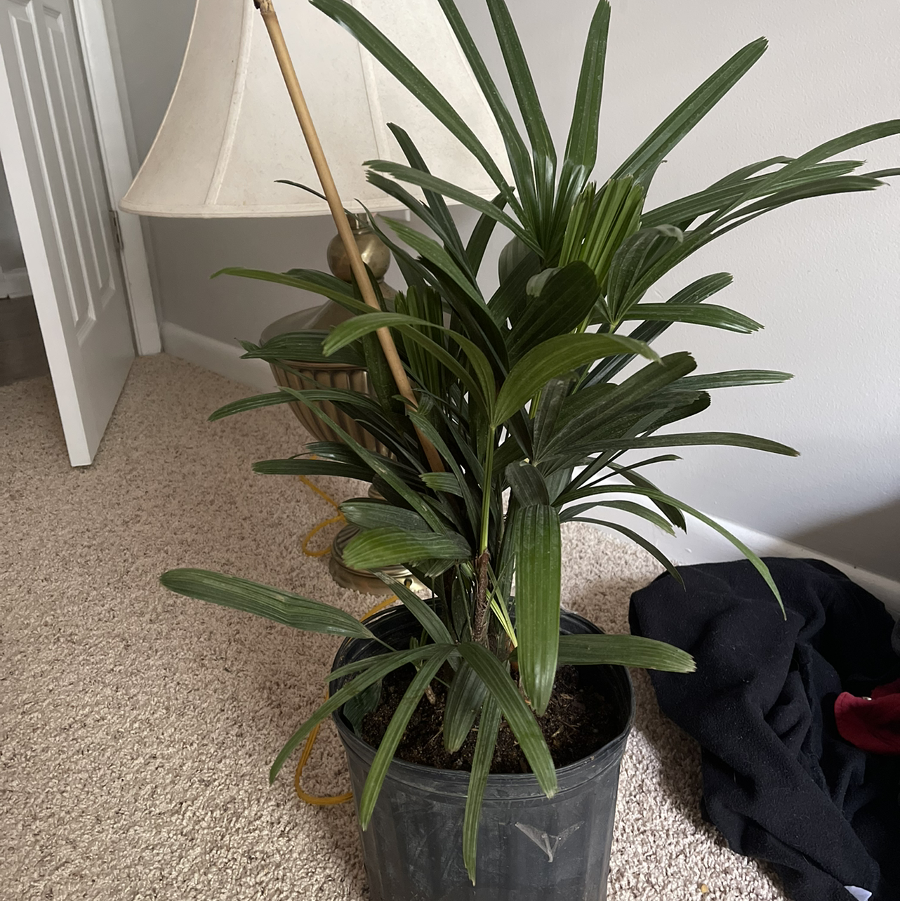 Healthy potted Rhapsis Palm houseplant with lush green leaves, no signs of disease, in a gray container on carpet.