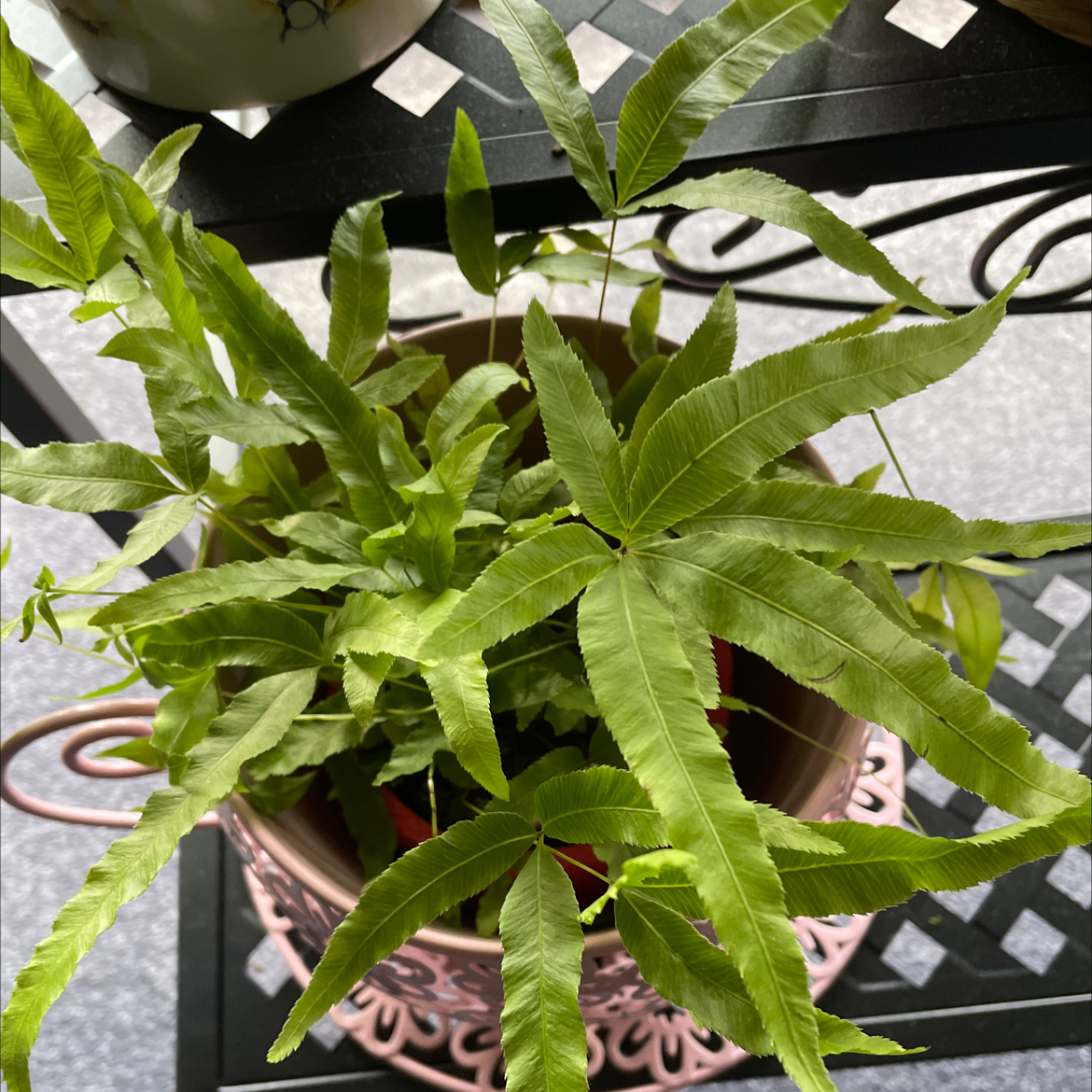 Potted Cretan Brake plant with healthy green leaves, well-framed and centered.
