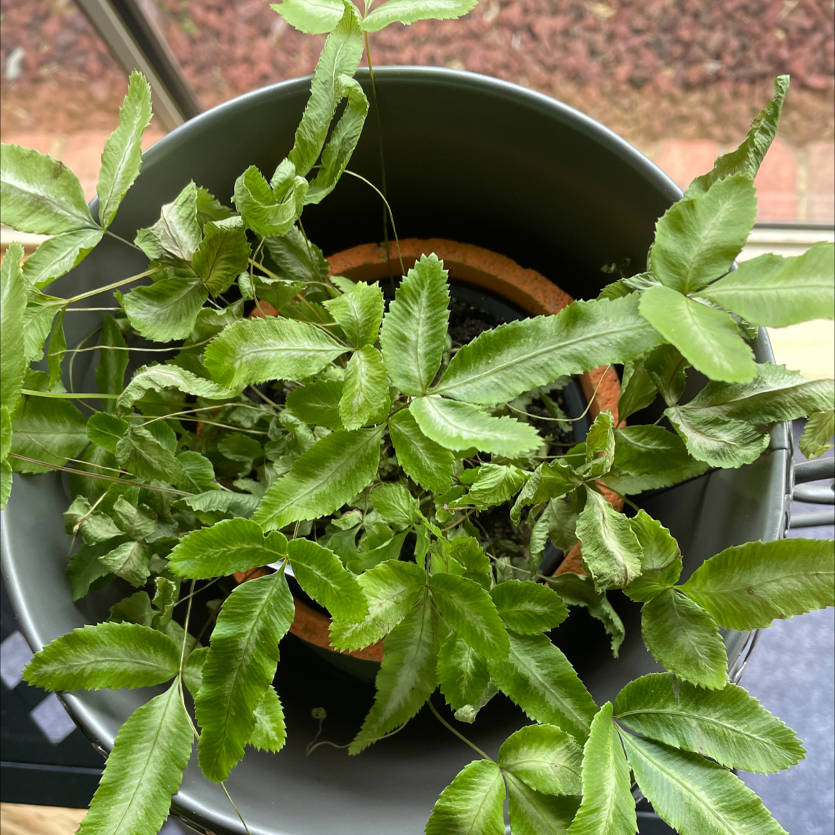 Top view of a healthy Brake Fern plant in a pot with vibrant green leaves.