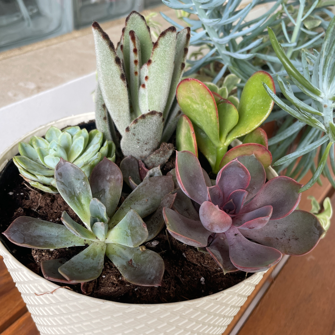A variety of succulent plants, including Pig's Ear, in a single pot. Plants appear healthy.