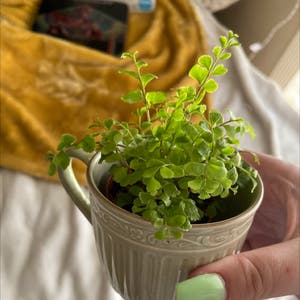 Maidenhair Fern plant photo by @maddiesteele named lilah on Greg, the plant care app.