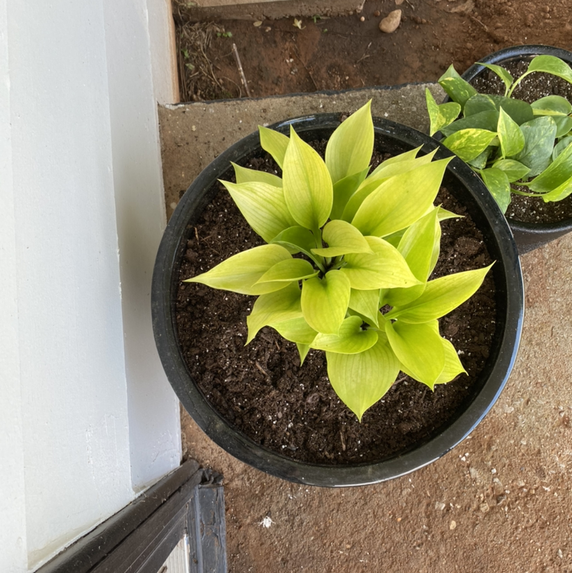 Photo of the plant species Narrow-Leaved Hosta by @Thekassafrass named Stanley Zbornak on Greg, the plant care app