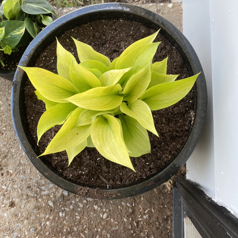 Photo of the plant species Narrow-Leaved Hosta by @Thekassafrass named Salvadore Patrillo on Greg, the plant care app