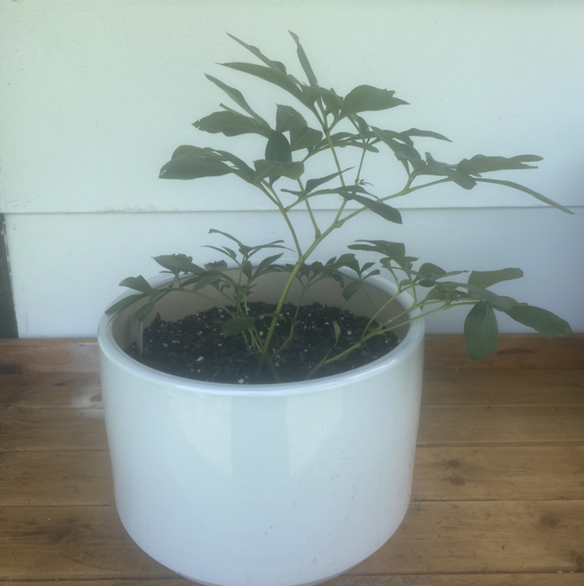 Potted Chinese Peony plant with green leaves in a white pot on a wooden surface.
