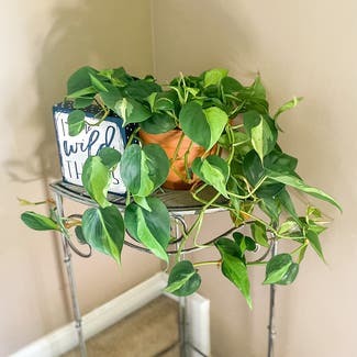 Philodendron Brasil plant in Frederick, Maryland