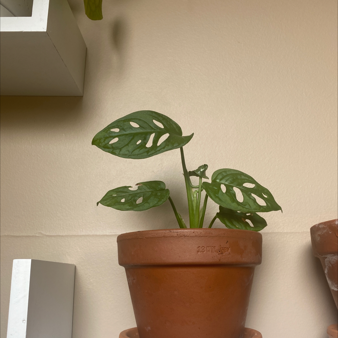 Photo of the plant species Swiss Cheese Plant by @adri_enna named Cheese on Greg, the plant care app