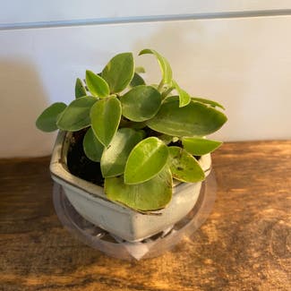 Teardrop Peperomia plant in Frederick, Maryland
