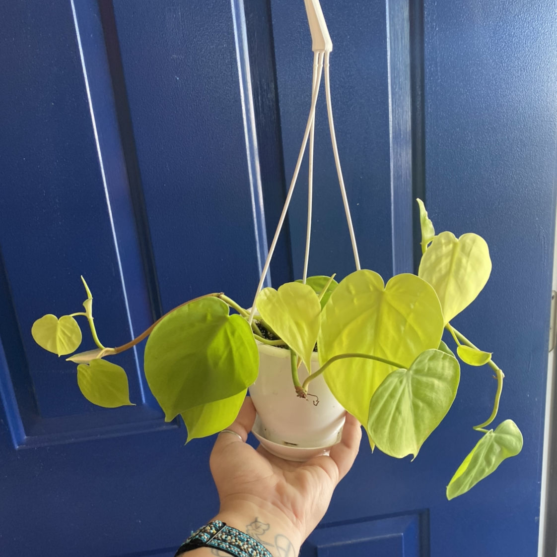 Photo of the plant species Philodendron Lemon Lime by @adri_enna named LemonLime prop on Greg, the plant care app