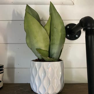 Silver Snake Plant plant in Frederick, Maryland