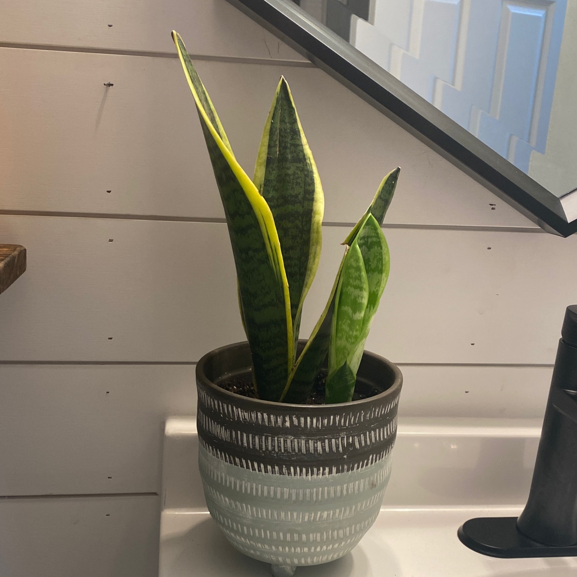 Snake Plant plant photo by @adri_enna named Planty on Greg, the plant care app.