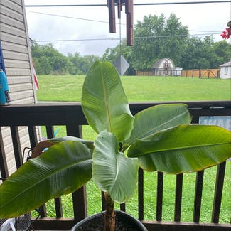 Banana plant in Frederick, Maryland