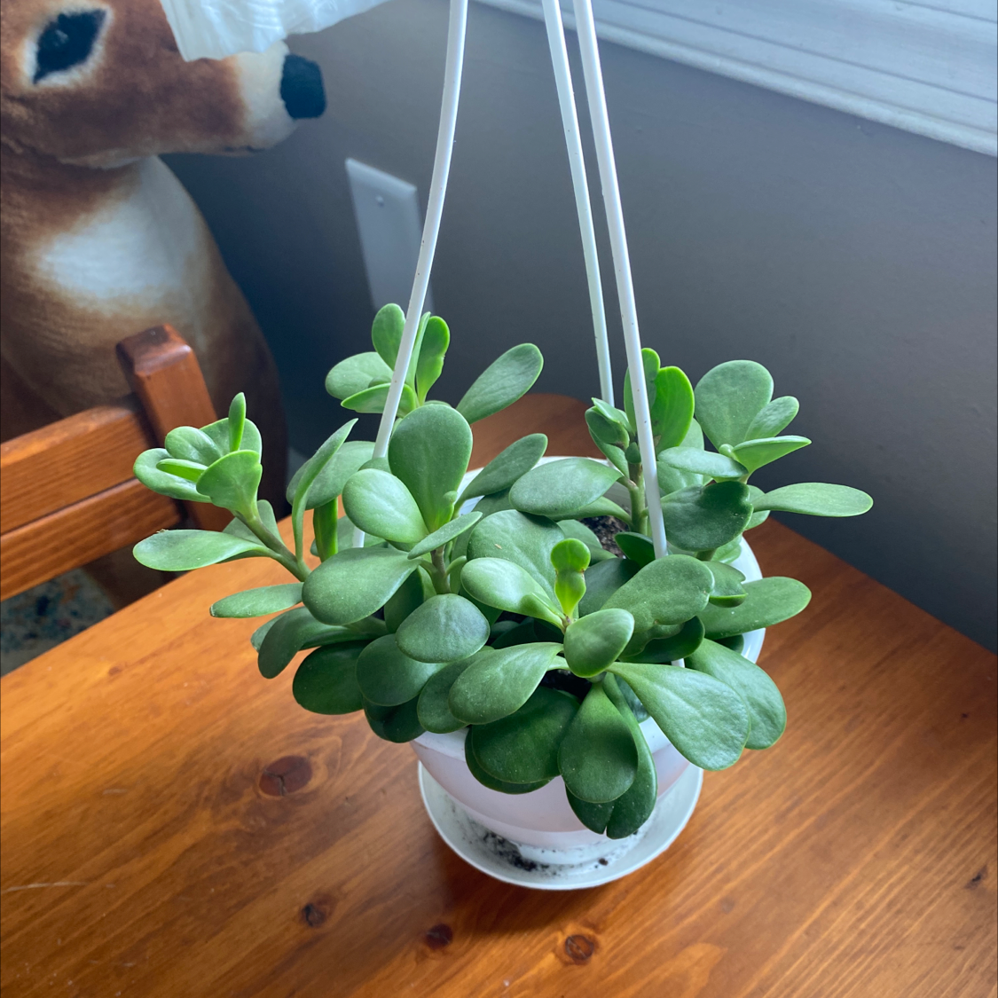 Healthy Trailing Jade plant in a hanging pot with green leaves.