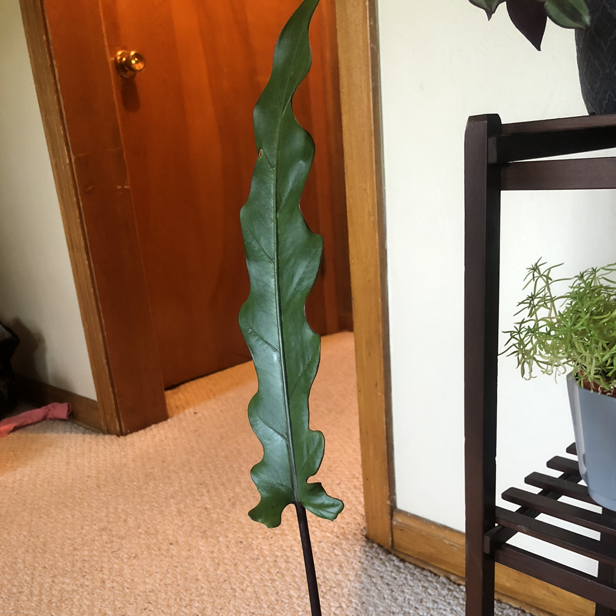 Single leaf of a Purple Sword plant with wavy edges, indoors.