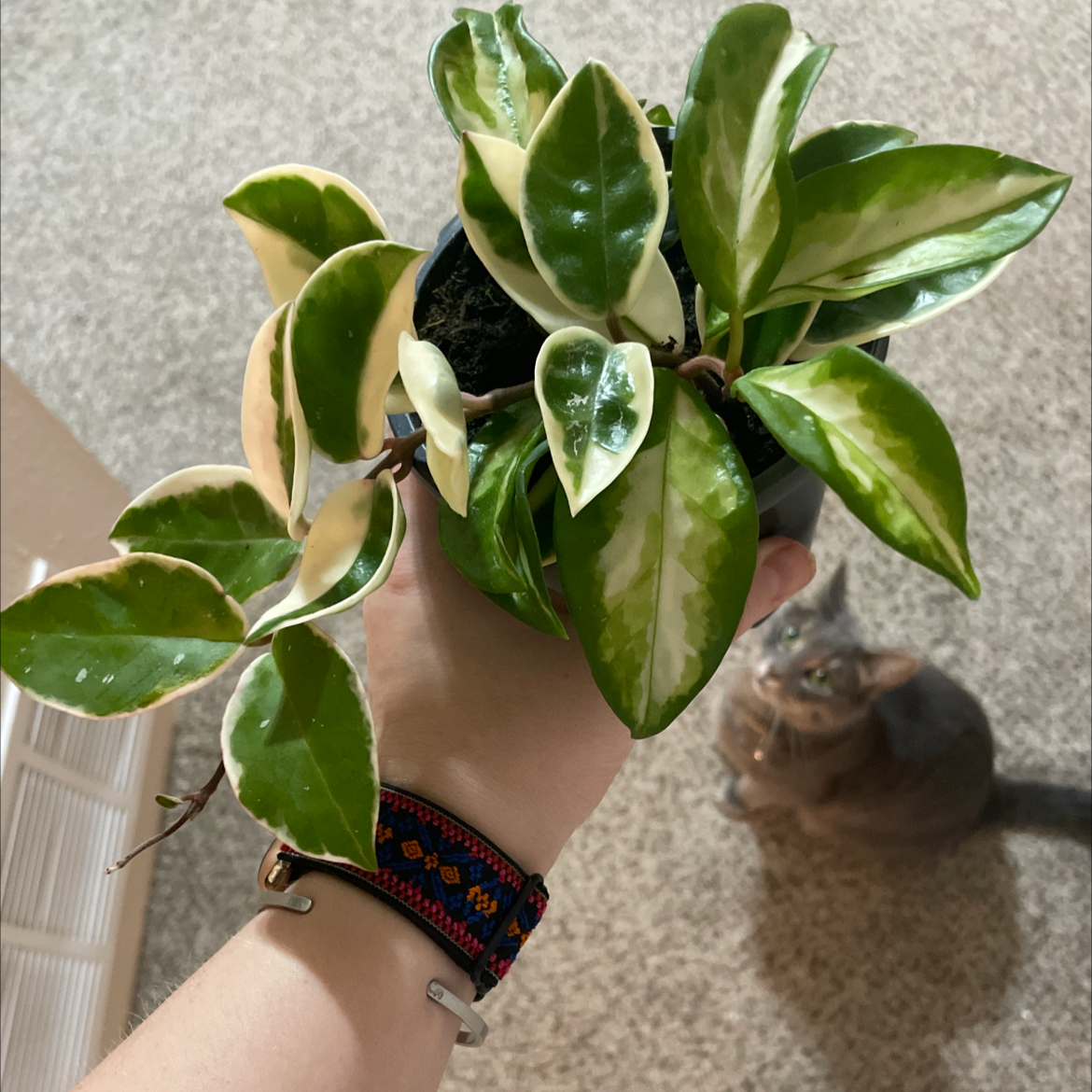 Photo of the plant species Hoya Krimson Queen by @clep named Can I get a HOYAAA on Greg, the plant care app