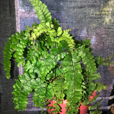 Photo of the plant species Adiantum diaphanum by Inosuke named Baljeet on Greg, the plant care app