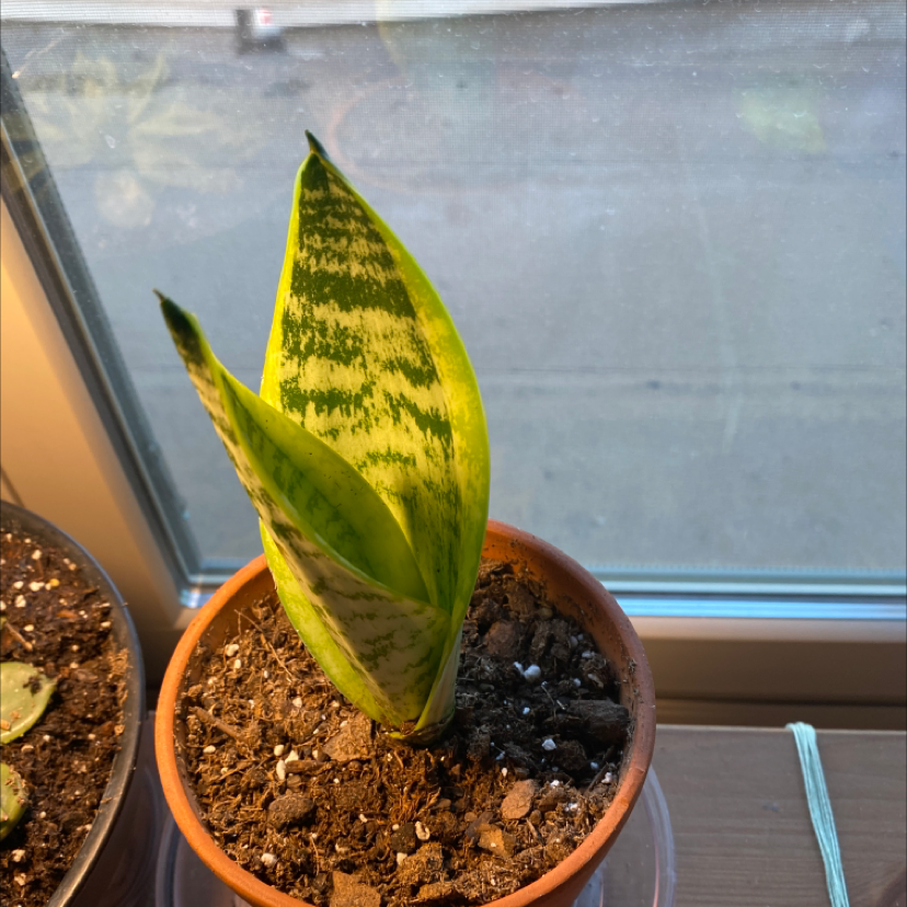 Snake Plant plant photo by @emms_diary named bb on Greg, the plant care app.