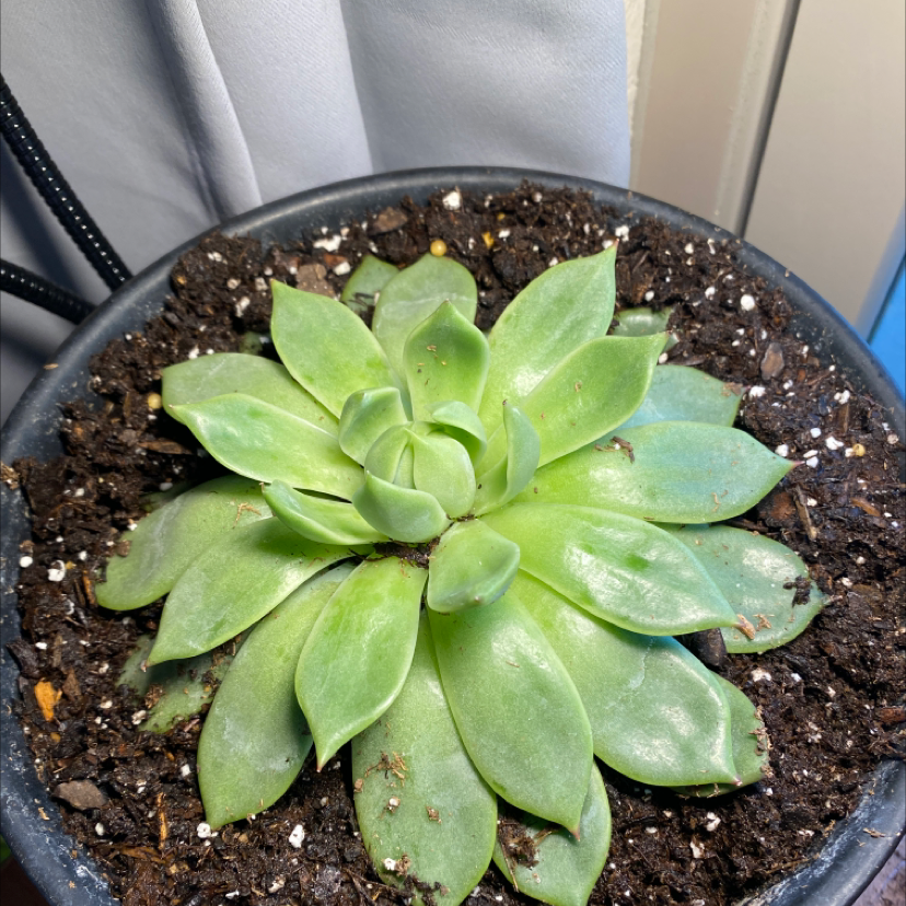 Lipstick Echeveria plant photo by @emms_diary named honey on Greg, the plant care app.