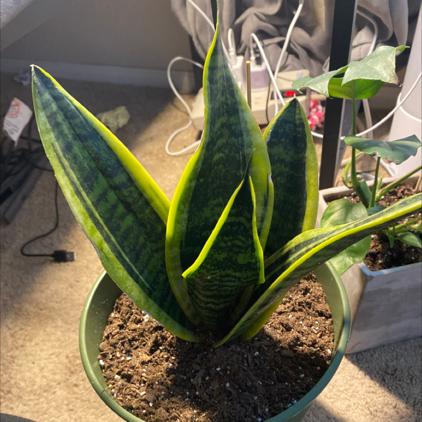 Snake Plant plant photo by @emms_diary named dulce on Greg, the plant care app.