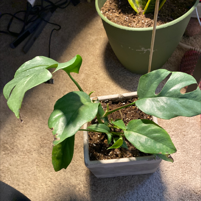 Mini Monstera plant photo by @emms_diary named bean on Greg, the plant care app.