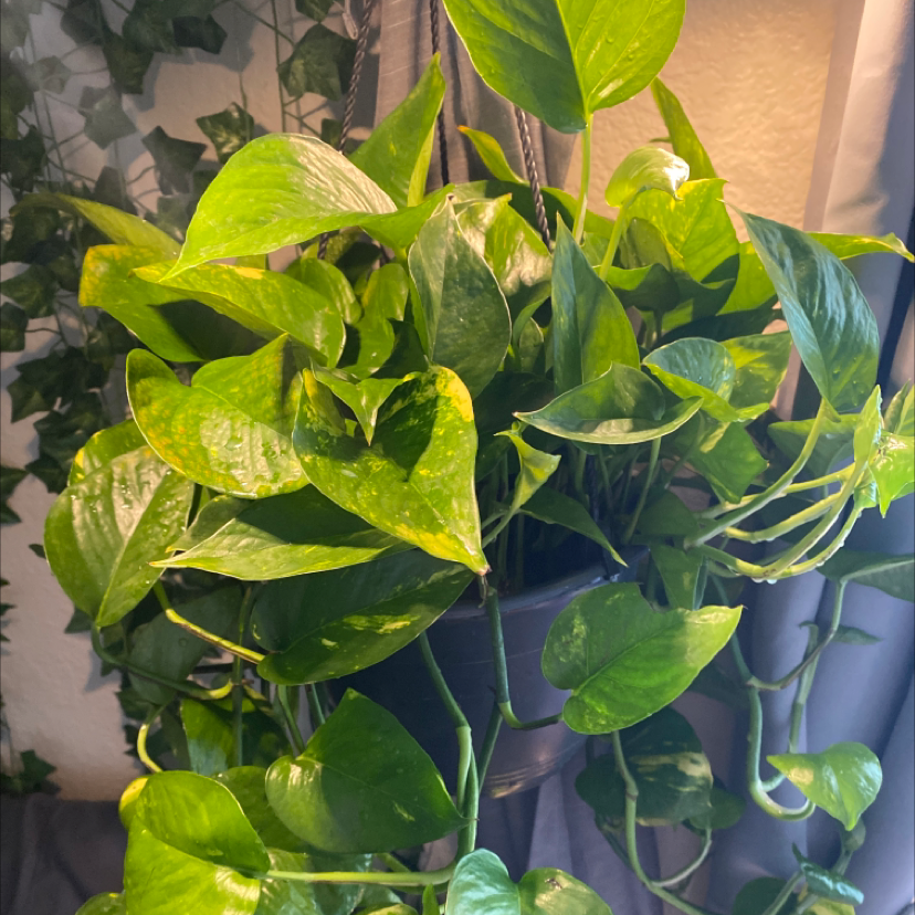 Taro Vine plant photo by @emms_diary named gareth on Greg, the plant care app.