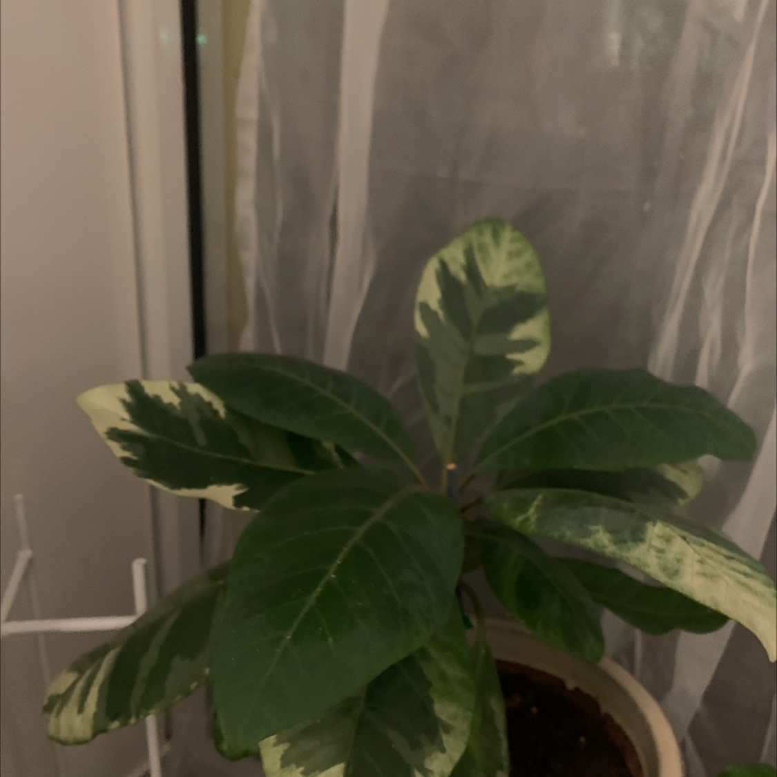 Plant care for Trailing Four O'Clock on Greg, the plant care app