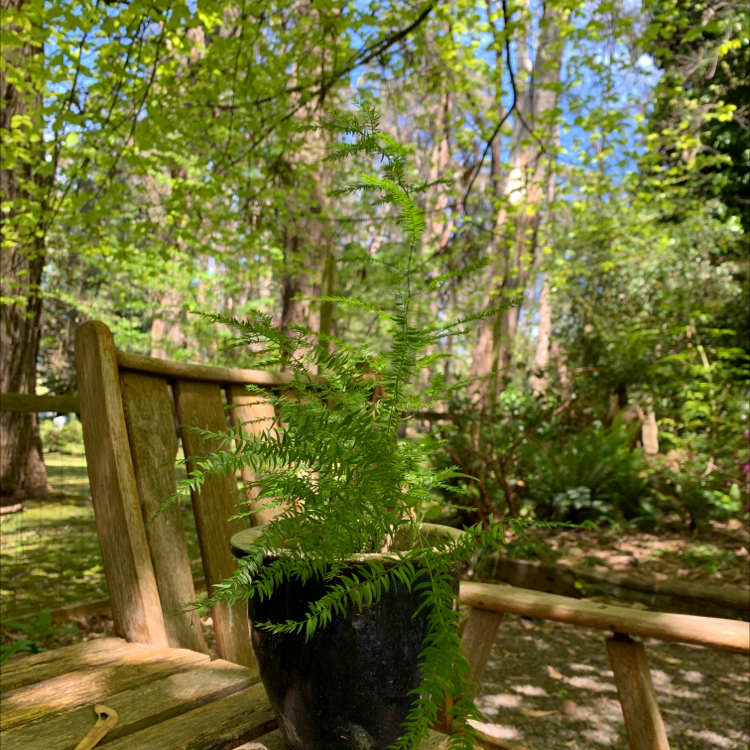 Photo of the plant species Climbing Asparagus Fern by @Emoof named Khloe on Greg, the plant care app