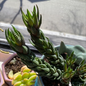 Haworthiopsis coarctata plant in Alameda, California