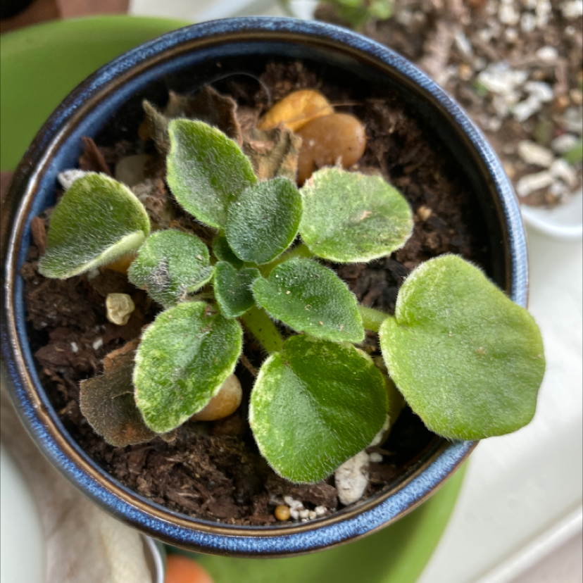 Kenyan Violet plant photo by @grimmauxillatrix named ☠️Picky!! on Greg, the plant care app.