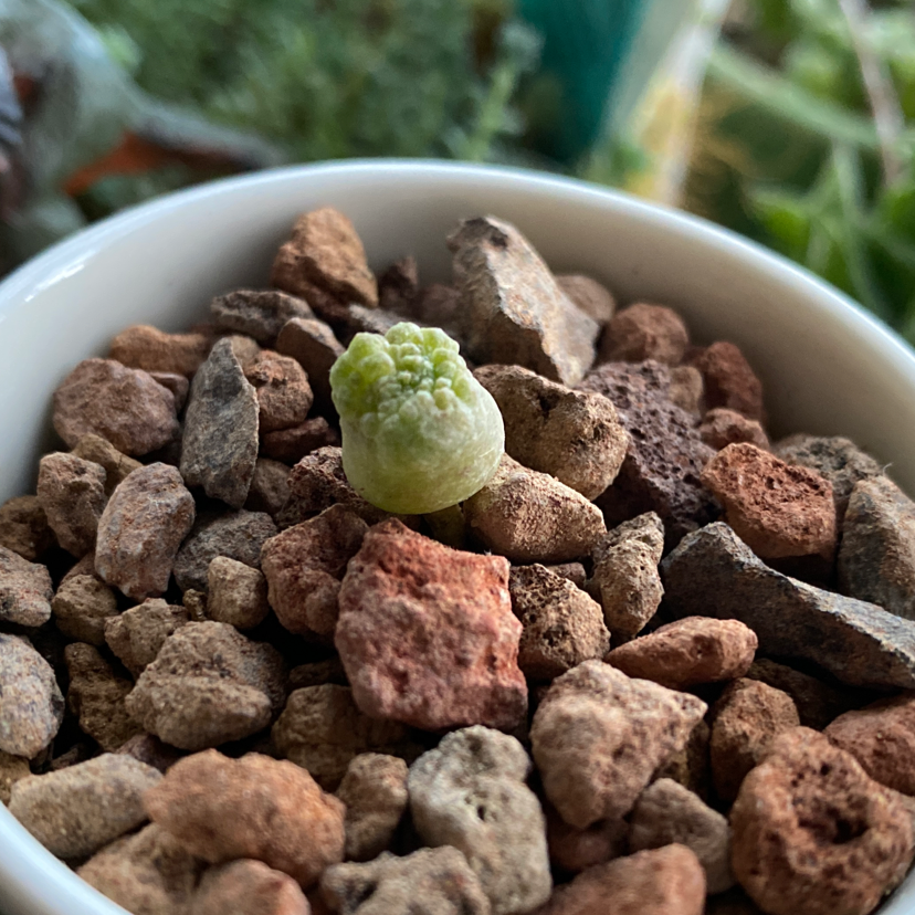 White-slonea migiurtina plant photo by @grimmauxillatrix named ☠️Princess on Greg, the plant care app.