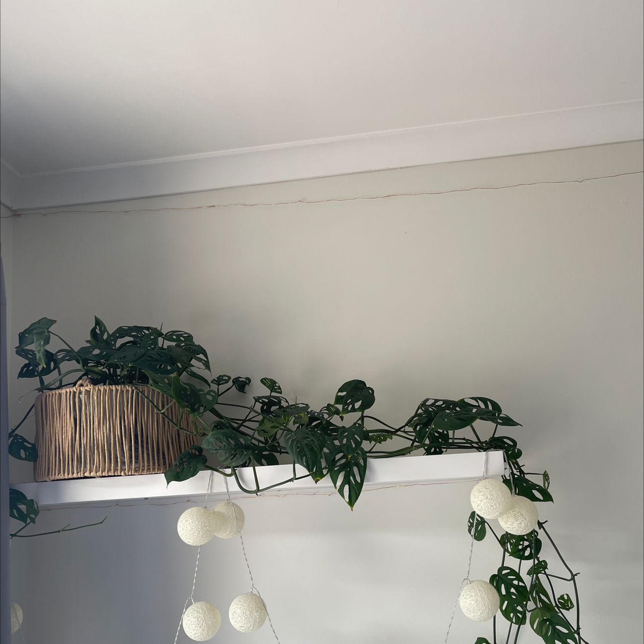 Swiss Cheese Vine plant photo by Rebecca named Forrest on Greg, the plant care app.