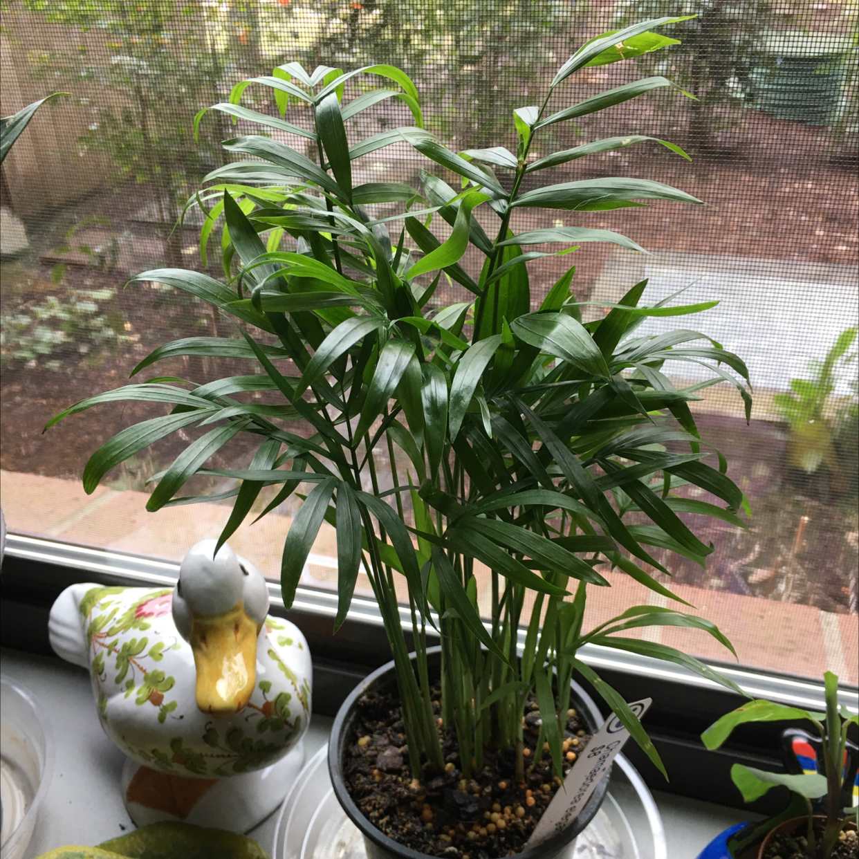 Healthy parlour palm in a ceramic duck planter sits on a wooden surface near a window with sheer curtains.