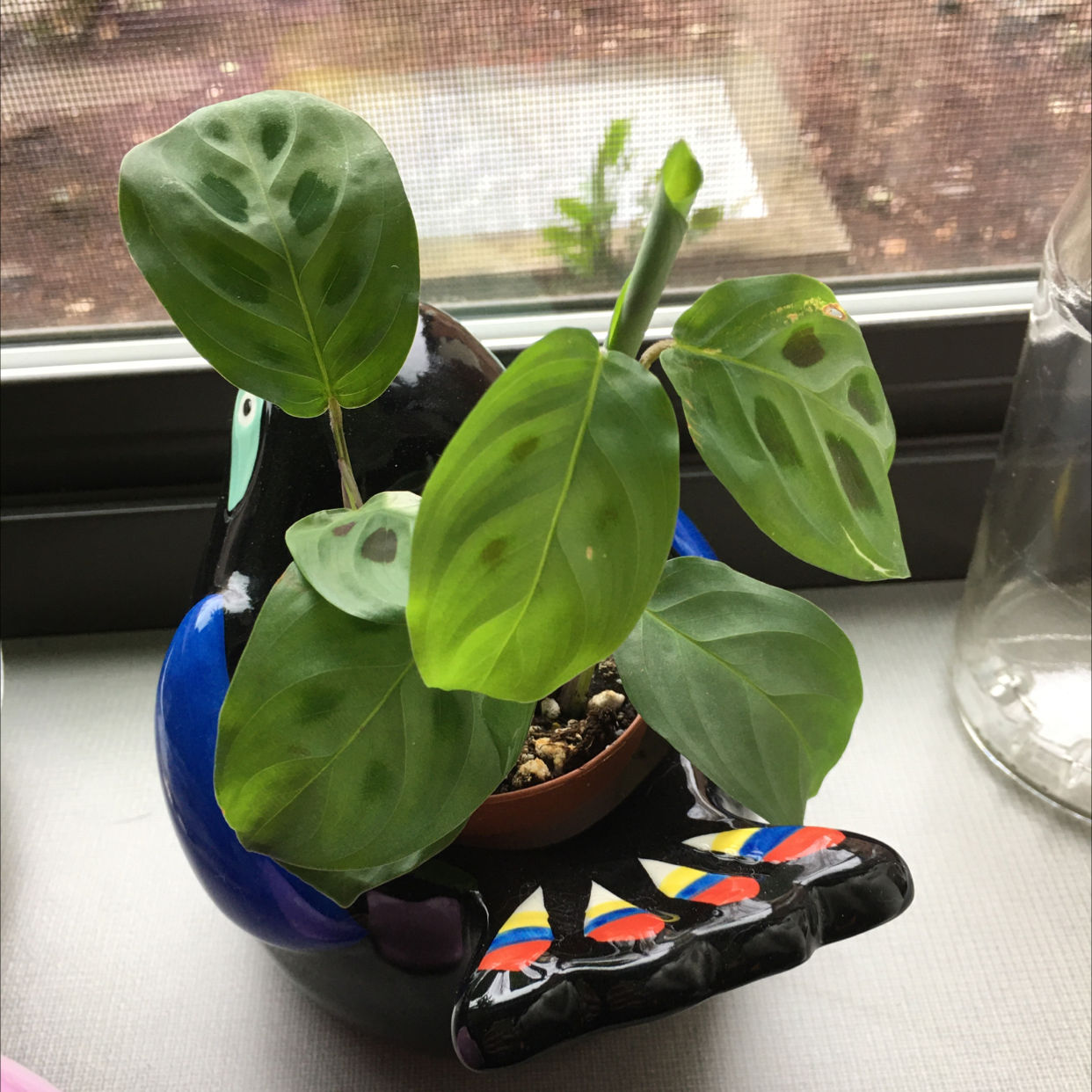 Healthy green prayer plant with vibrant oval leaves in a small pot held by a human hand, well-framed image with plant in focus.