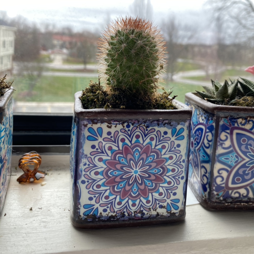 Mexican Pincushion cactus in a decorative pot on a windowsill.