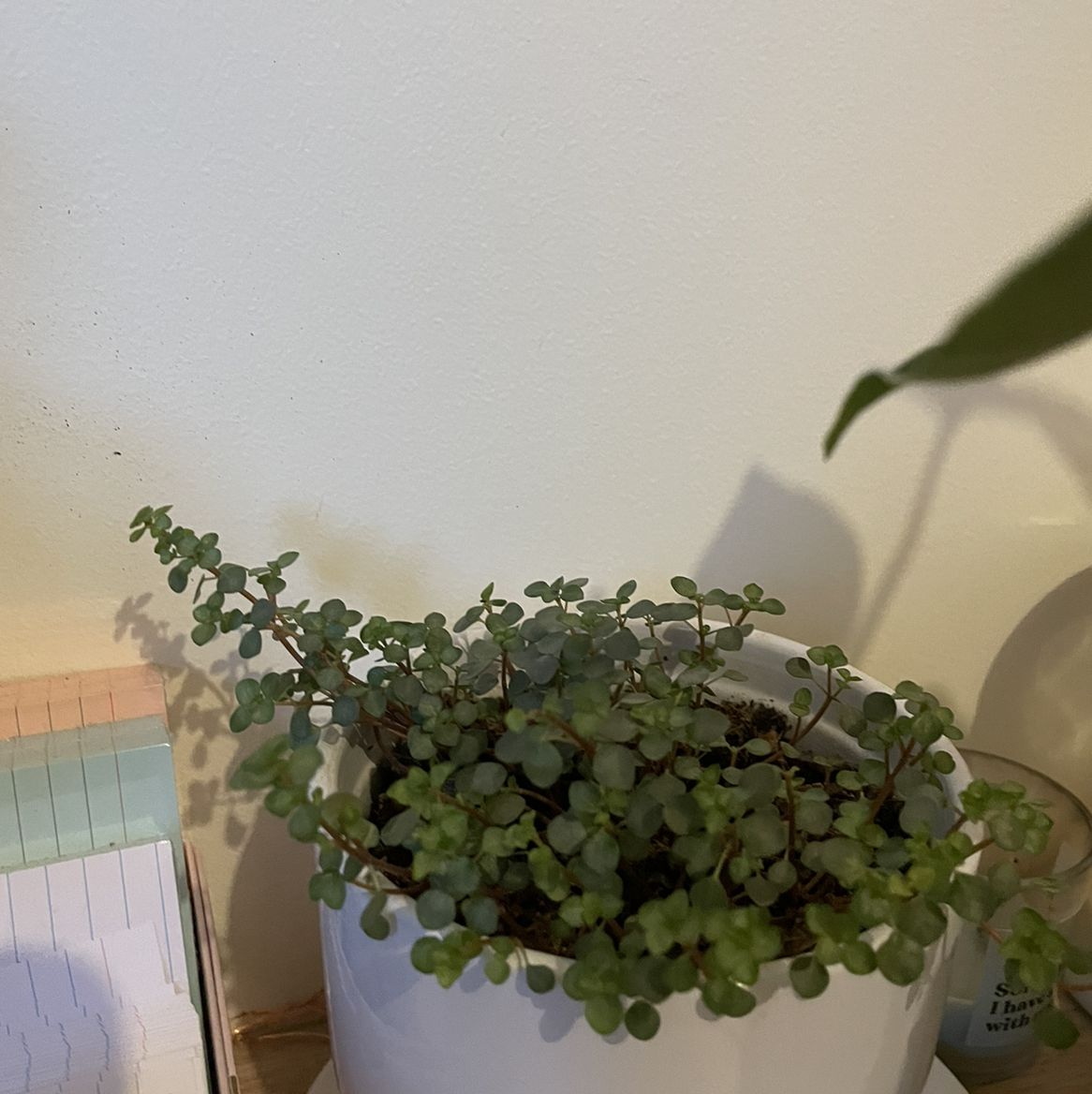 Potted Silver Spa plant with small, round green leaves in a white pot.