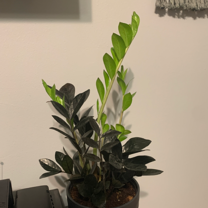 Raven ZZ Plant plant photo by Tori named Mei on Greg, the plant care app.