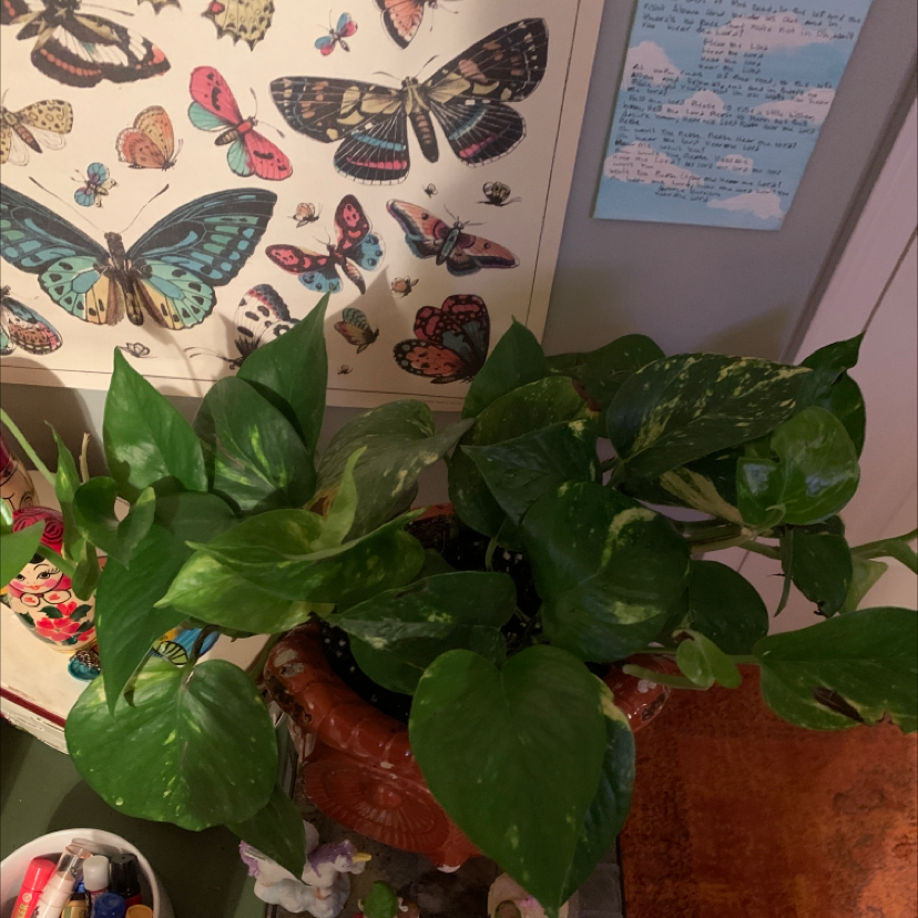 Taro Vine plant photo by Phoebe named Robert Plant on Greg, the plant care app.