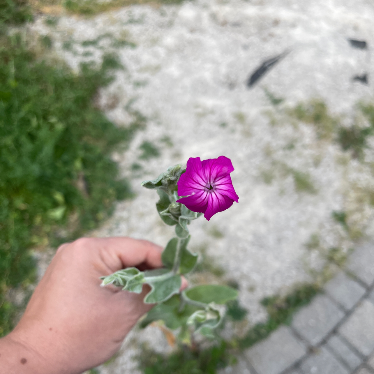 A healthy Rose Campion plant with a vibrant purple flower held by a hand.